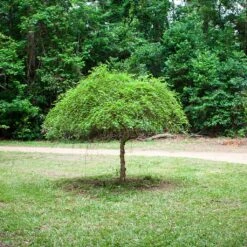 Bouleau Noir - Betula Nigra Summer Cascade