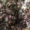 Bouleau Pourpre - Betula Pendula Royal Frost -Le Jardin Secret Boutique Betula pendula Royal Frost 781636 1