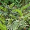 Blechnum Chilense -Le Jardin Secret Boutique Blechnum chilense 89866 1