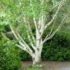 Bouleau Blanc De L'Himalaya - Betula Utilis Var. Jacquemontii 'Doorenbos' -Le Jardin Secret Boutique Bouleau blanc de lHimalaya 0533003 1