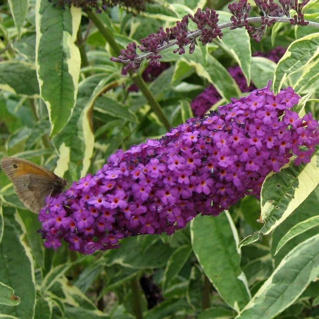 Buddleia Davidii Harlequin - Arbre à Papillons Panaché 3 Buddleia Davidii Harlequin - Arbre à Papillons Panaché