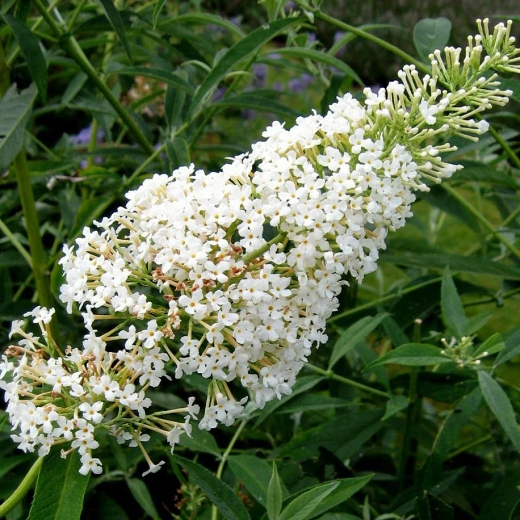 Buddleia Davidii Nanho White - Arbre Aux Papillons Nain 3 Buddleia Davidii Nanho White - Arbre Aux Papillons Nain