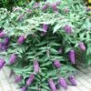 Buddleja BLOOMTASTIC® Dreaming Lavender - Arbre Aux Papillons Nain -Le Jardin Secret Boutique Buddleja Bloomtastic Dreaming Lavender 88783 1