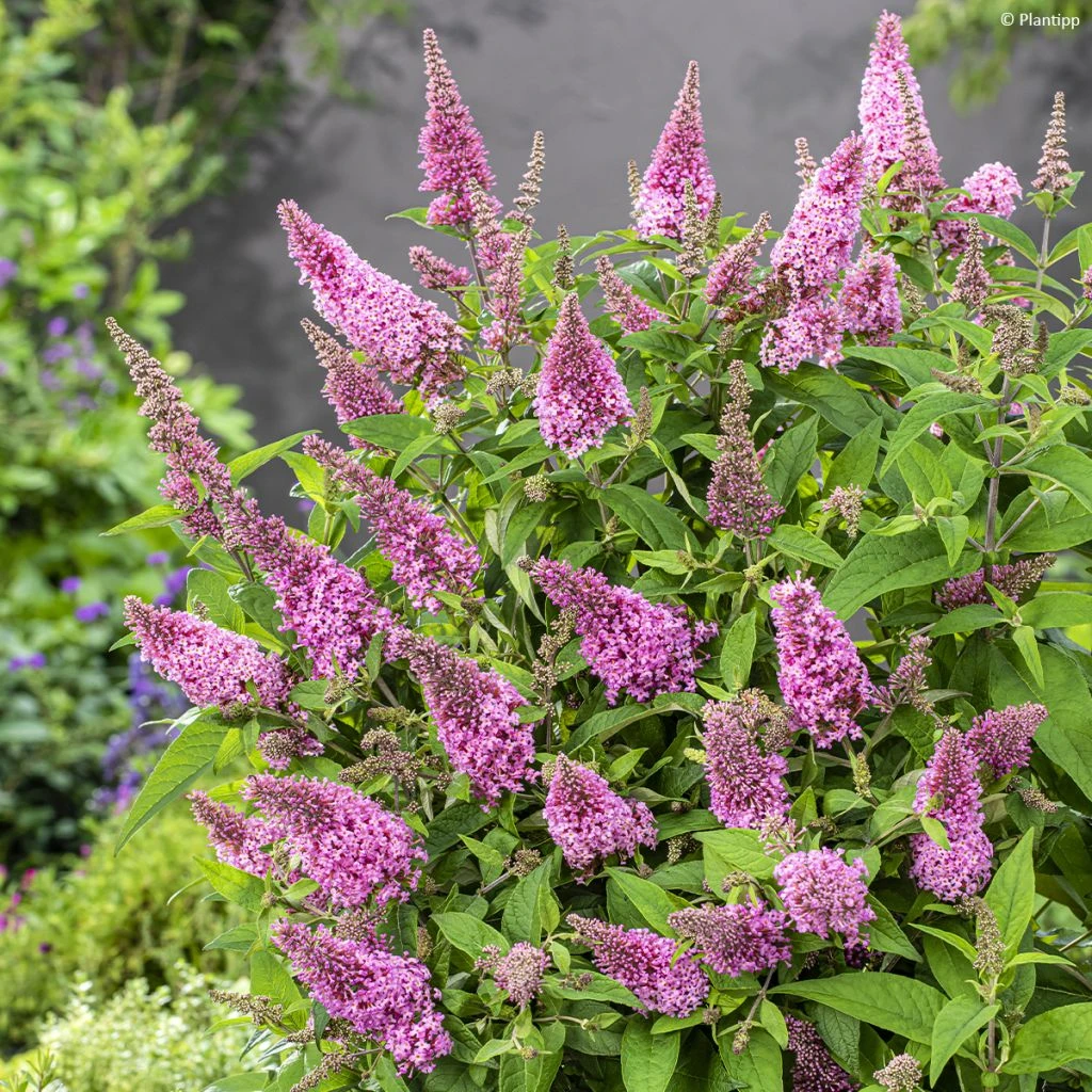 Buddleja Davidii Butterfly Butterfly Candy Little Pink - Arbre Aux Papillons Nain 3 Buddleja Davidii Butterfly Butterfly Candy Little Pink - Arbre Aux Papillons Nain