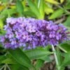 Buddleja Flutterby Peace - Arbre Aux Papillons