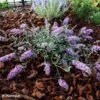 Buddleia Free Petite Lavender Flow - Arbre Aux Papillons -Le Jardin Secret Boutique Buddleja Free Petite Lavender Flow 100416 1