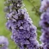 Buddleja High Five Purple - Arbre Aux Papillons 1 Buddleja High Five Purple - Arbre Aux Papillons -Le Jardin Secret Boutique Buddleja High Five Purple 85762 1