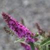 Buddleja Pink Micro Chip - Arbre Aux Papillons Nain -Le Jardin Secret Boutique Buddleja Pink Micro Chip 84812 1