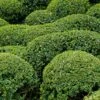 Buis - Buxus Microphylla Faulkner