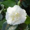 Camélia D'automne - Camellia Sasanqua Waterfall White -Le Jardin Secret Boutique CAMELIA SASANQUA WATERFALL WHITE 4 5L 153451 1