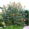 Caesalpinia Gilliesii - Petit Flamboyant -Le Jardin Secret Boutique Caesalpinia Poinciana gillesii 83279 1