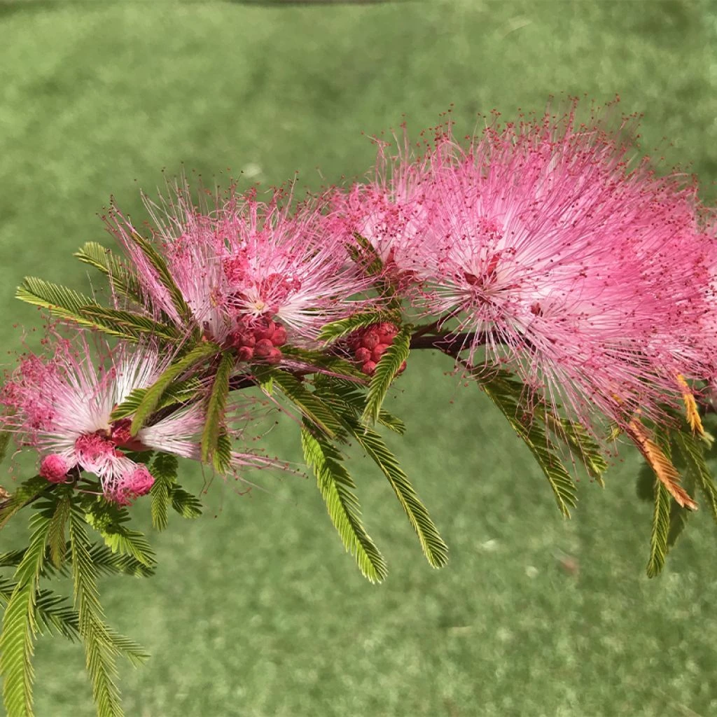Calliandra Surinamensis Dixie Pink - Arbre Aux Houpettes 3 Calliandra Surinamensis Dixie Pink - Arbre Aux Houpettes