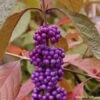 Callicarpa Bodinieri Imperial Pearl 2 Callicarpa Bodinieri Imperial Pearl -Le Jardin Secret Boutique Callicarpa Imperial Pearl 82633 1