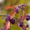 Callicarpa Bodinieri Magical Purple Giant 1 Callicarpa Bodinieri Magical Purple Giant -Le Jardin Secret Boutique Callicarpa bodinieri Magical Purple Giant copyright 18287 1