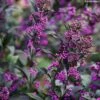 Callicarpa Bodinieri Pearl Glam 1 Callicarpa Bodinieri Pearl Glam -Le Jardin Secret Boutique Callicarpa bodinieri Pearl Glam IF 189770 1
