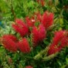 Callistemon (x) Laevis -Le Jardin Secret Boutique Callistemon x laevis 83242 1