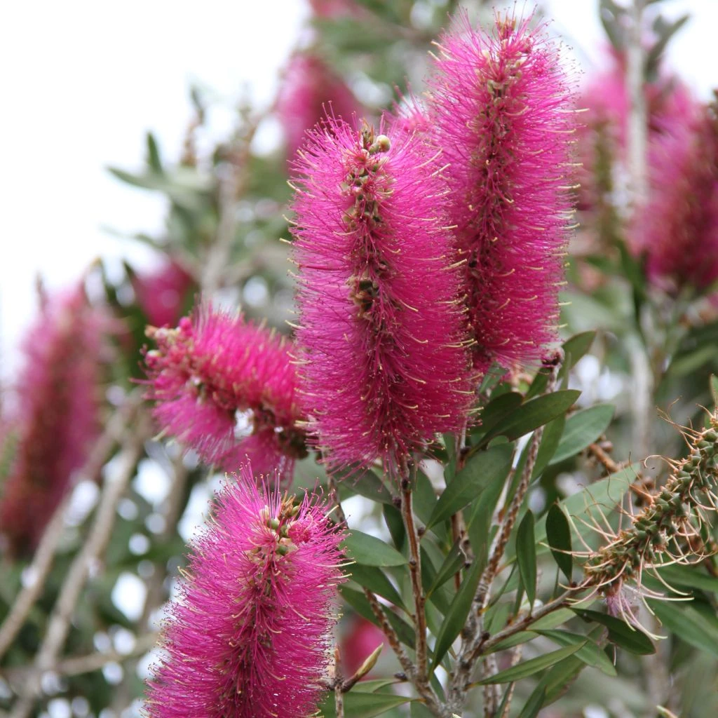 Callistemon Citrinus Mauve Mist - Rince Bouteille 3 Callistemon Citrinus Mauve Mist - Rince Bouteille