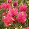 Callistemon Viminalis Hot Pink – Rince Bouteille
