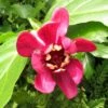 Calycanthus Raulstonii Aphrodite - Arbre Aux Anémones. -Le Jardin Secret Boutique Calycanthus raulstonii Aphrodite 83978 1