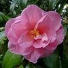 Camélia Donation - Camellia (x) Williamsii -Le Jardin Secret Boutique Camelia Donation 83890 1