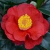 Camélia San Dimas - Camellia Japonica -Le Jardin Secret Boutique Camelia San dimas Camellia japonica 82558 1