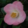 Camélia Sunny Side - Camellia Japonica -Le Jardin Secret Boutique Camelia Sunny Side 85523 1