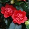 Camelia Bob's Tinsie - Camellia Japonica