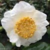 Camelia Fuji - Camellia Japonica De Higo