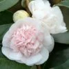 Camélia Marie-Galante - Camellia Japonica 1 Camélia Marie-Galante - Camellia Japonica -Le Jardin Secret Boutique Camellia Marie Galante IF 17345 1