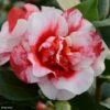 Camélia Midnight Variegated - Camellia Japonica -Le Jardin Secret Boutique Camellia Midnight variegated IF 16643 1