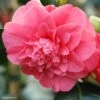 Camélia Chandleri Elegans - Camellia Japonica 2 Camélia Chandleri Elegans - Camellia Japonica -Le Jardin Secret Boutique Camellia chandleri Elegans 85274 1
