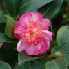 Camélia D'automne - Camellia Sasanqua Choji Guruma 1 Camélia D'automne - Camellia Sasanqua Choji Guruma -Le Jardin Secret Boutique Camellia sasanqua Choji Guruma 0566002 1
