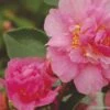 Camélia D Automne - Camellia Sasanqua Showa No Sakae -Le Jardin Secret Boutique Camellia sasanqua Showa no Sakae 7977 1