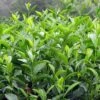 Camélia Sinensis - Théier -Le Jardin Secret Boutique Camellia sinensis 81353 1 1