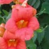 Campsis Radicans - Bignone De Virginie 1 Campsis Radicans - Bignone De Virginie -Le Jardin Secret Boutique Campsis Radicans ld CarlELewis 681339 1