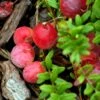 Canneberge Early Black - Vaccinium Macrocarpon - Cranberry -Le Jardin Secret Boutique Canneberge Early Black 78040 1