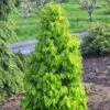 Carpinus Betulus Monumentalis - Charme Commun 1 Carpinus Betulus Monumentalis - Charme Commun -Le Jardin Secret Boutique Carpinus betulus Monumentalis Charme commun V 1004271 1