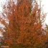 Carpinus Betulus Orange Retz - Charme Commun -Le Jardin Secret Boutique Carpinus betulus Orange Retz 82344 1