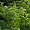 Carpinus Fangiana - Charme De Fang -Le Jardin Secret Boutique Carpinus fangiana 0778002 1