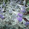Caryopteris Clandonensis Sterling Silver - Spirée Bleue -Le Jardin Secret Boutique Caryopteris clandonensis Sterling silver 82191 1