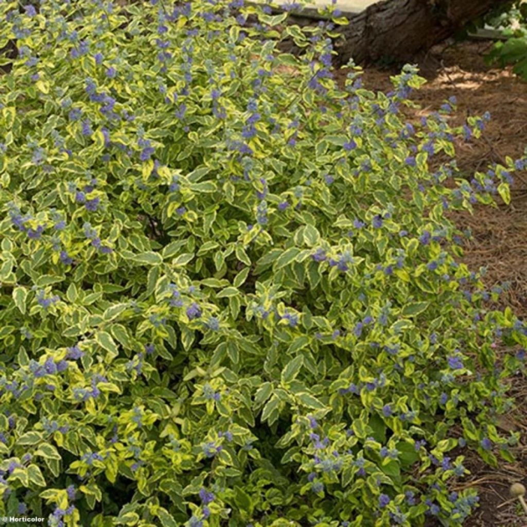 Caryopteris Summer Sorbet® - Spirée Bleue, Barbe-bleue 3 Caryopteris Summer Sorbet® - Spirée Bleue, Barbe-bleue