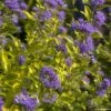 Caryopteris Incana Sunny Blue - Spirée Bleue, Barbe Bleue -Le Jardin Secret Boutique Caryopteris incana Sunny Blue Spiree bleue Barbe bleue copyright 18288 1