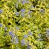 Caryopteris Incana Sunshine Blue - Barbe-bleue, Spirée Bleue -Le Jardin Secret Boutique Caryopteris incana Sunshine Blue 781571 1