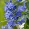 Caryopteris X Clandonensis Blauer Spatz (Oiseau Bleu) -Le Jardin Secret Boutique Caryopteris x clandonensis Blauer Spatz Oiseau Bleu IF 17888 1