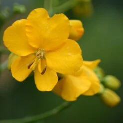 Cassia Floribunda - Senné