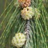 Casuarina Equisetifolia - Filao, Pin Australien -Le Jardin Secret Boutique Casuarina equisetifolia Filao Pin australien copyright 18485 1