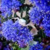 Ceanothus Dark Star - Lilas De Santa Barbara -Le Jardin Secret Boutique Ceanothus Dark Star 84621 1