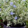 Céanothe Impressus Cool Blue - Lilas De Californie 1 Céanothe Impressus Cool Blue - Lilas De Californie -Le Jardin Secret Boutique Ceanothus impressus Cool Blue 88784 1