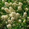 Céanothe Thyrsiflorus Millerton Point - Lilas De Californie -Le Jardin Secret Boutique Ceanothus thyrsiflorus Milerton Point ld EcoCenteratHPP 781573 1