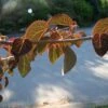 Arbre Au Caramel - Cercidiphyllum Japonicum Rotfuchs -Le Jardin Secret Boutique Cercidiphyllum japonicum Rotfuchs ld wlcutler 781574 1